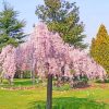 Weeping Cherry Tree paint by numbers