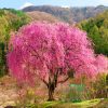 Weeping Pink Cherry Tree paint by numbers