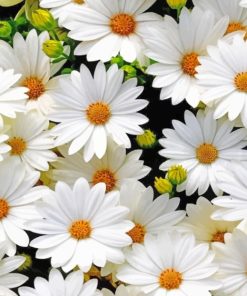 White Flowers paint by numbers