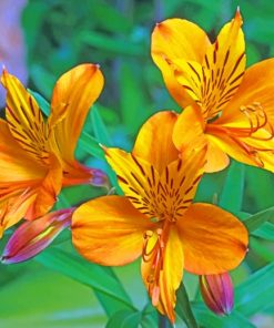 Yellow Alstroemeria paint by numbers