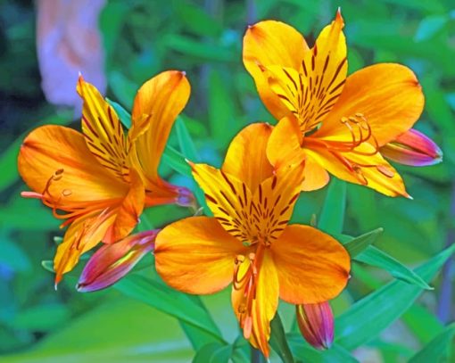 Yellow Alstroemeria paint by numbers