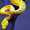 Yellow And Blue Snake paint by numbers