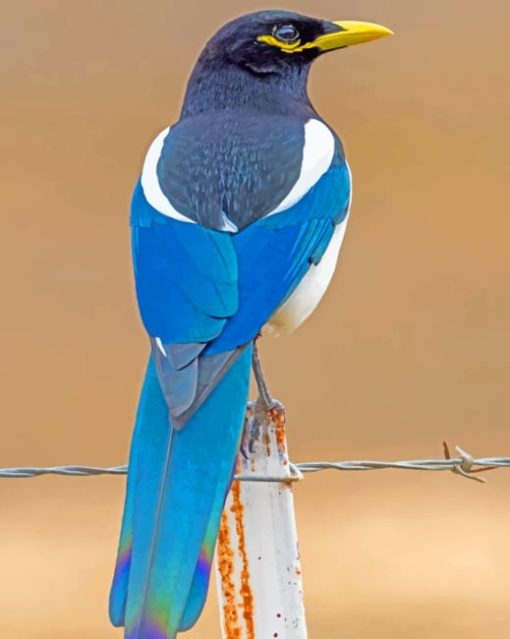 Yellow Billed Magpie paint by numbers