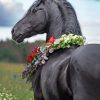 Arabian Horse With Flowers paint by numbers