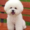 Bichon Dog paint by numbers