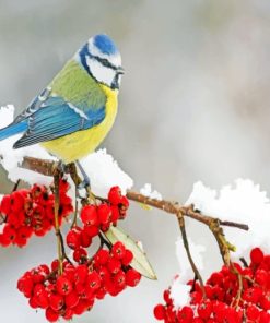 Bird In Snow paint by numbers