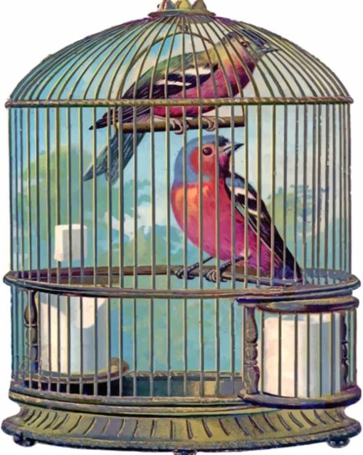 Birds Cage paint by numbers