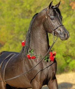 Black Arabian Horse paint by numbers