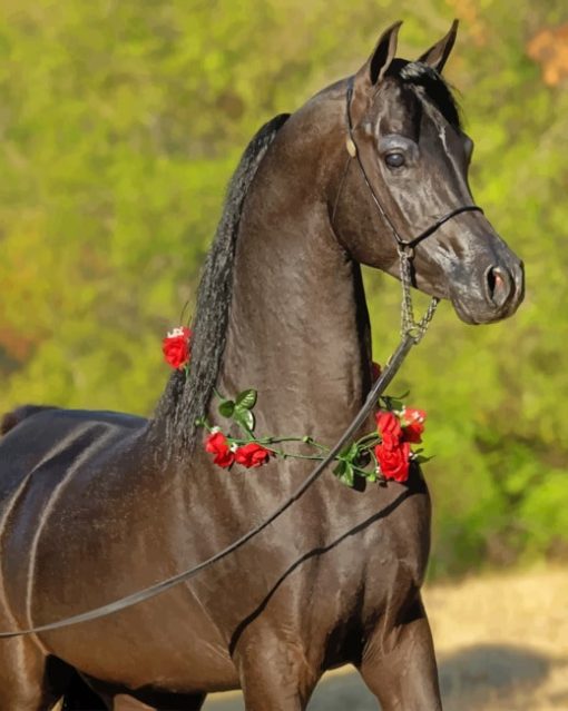 Black Arabian Horse paint by numbers