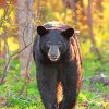 Black Bear paint by numbers