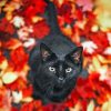 Black Cat Autumn paint by numbers