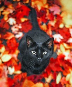 Black Cat Autumn paint by numbers