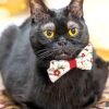 Black Cat Bow Tie paint by numbers