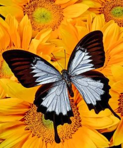 Black And White Butterfly paint by numbers