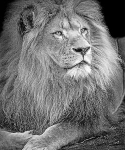 Black And White Lion paint by numbers