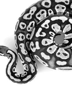 Black And White Snake paint by numbers