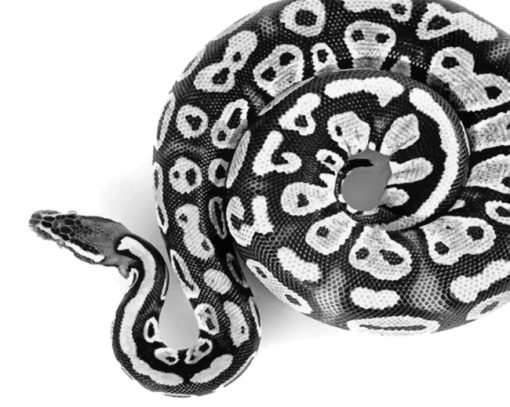 Black And White Snake paint by numbers