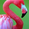 Close Up Flamingo paint By Numbers