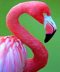 Close Up Flamingo paint By Numbers
