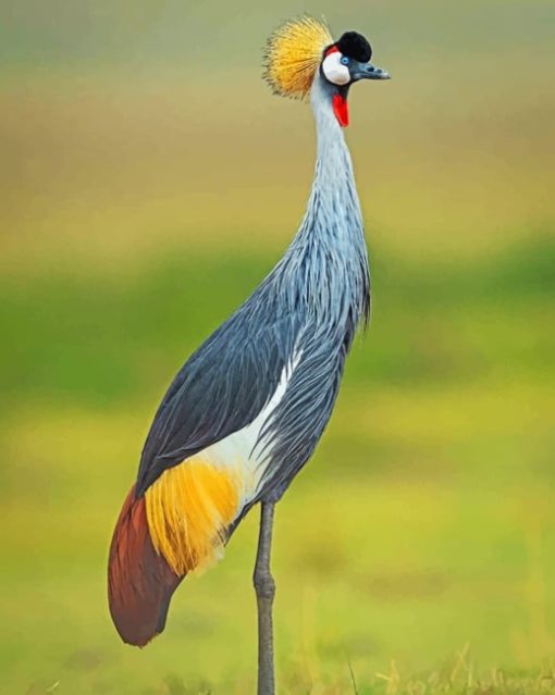Crane Bird paint by numbers