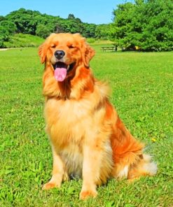 Golden Retriever paint By Numbers