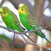 Green Budgie Birds paint by numbers
