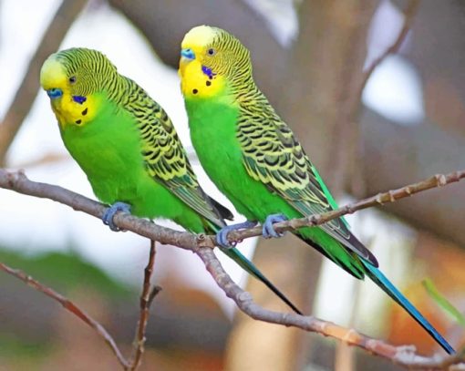 Green Budgie Birds paint by numbers