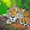 Jaguar Big Cat paint by numbers