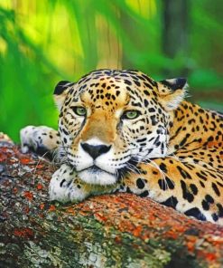 Jaguar Big Cat paint by numbers