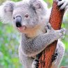Koala In Tree paint By Numbers