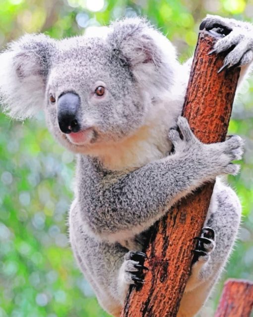 Koala In Tree paint By Numbers