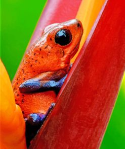 Poison Dart Frog paint By Numbers