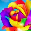 Rainbow Rose paint By Numbers