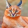 Red Caracal Cat paint by numbers