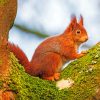 Red Squirrel paint By Numbers