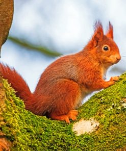 Red Squirrel paint By Numbers