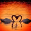 Swans Heart Silhouette paint by numbers