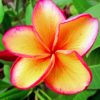 The Plumeria paint By Numbers
