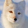White Fox paint By Numbers
