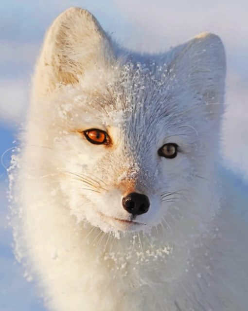 White Fox paint By Numbers