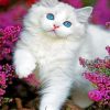 White Kitten paint By Numbers