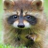 Adorable Baby Raccoon paint By Numbers