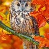 Autumn Owl paint By Numbers