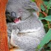 Baby Koala Bear paint by Numbers