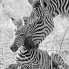 Baby Zebra With Mother paint By Numbers