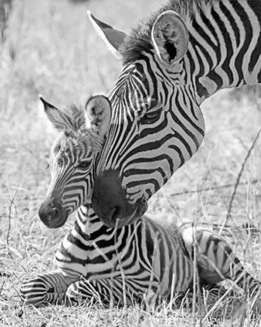 Baby Zebra With Mother paint By Numbers