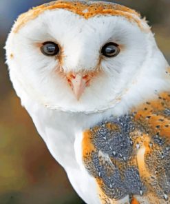 Barn Owl paint By Numbers