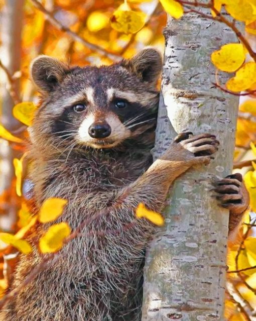 Beautiful Raccoon paint By Numbers