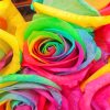 Beautiful Rainbow Roses paint by Numbers