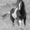 Black And White Horse Photography paint by numbers